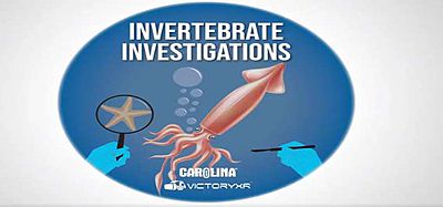 Oculus Quest 游戏《解剖模拟器 无脊椎动物》Dissection Simulator- Invertebrate Edition